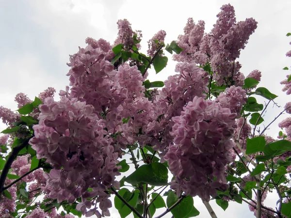 Belas Flores Lilás Dia Primavera — Fotografia de Stock