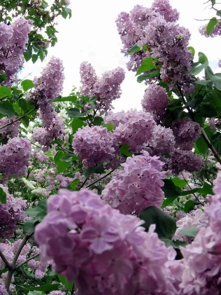 Красивые Сиреневые Цветы Весенний День — стоковое фото