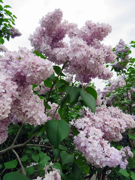 Красивые Сиреневые Цветы Весенний День — стоковое фото