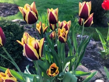 Bahar bahçe Lale çiçek