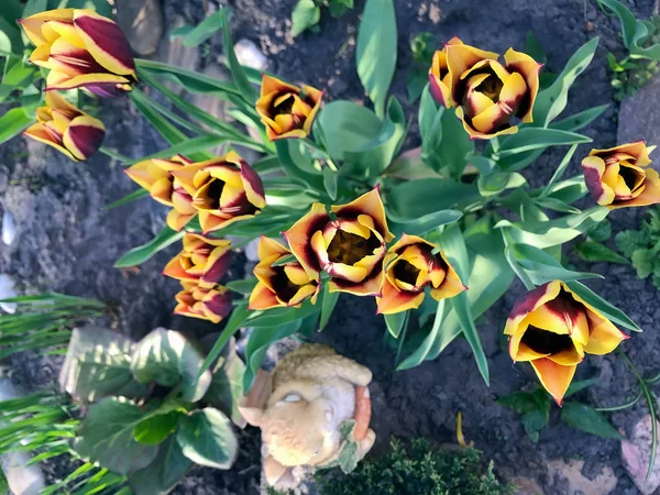 Les Tulipes Fleurissent Dans Jardin Printemps — Photo