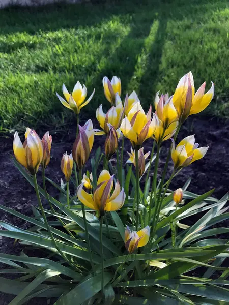 Fleurs printanières colorées — Photo