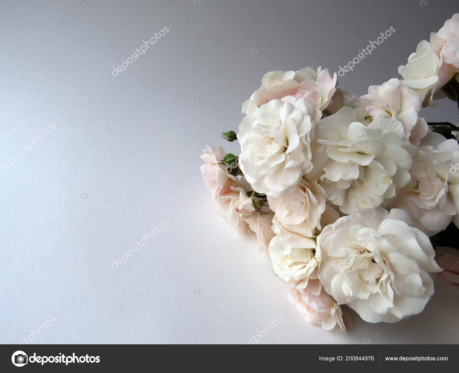 Belle Branche Luxuriante Une Rose Blanche Image Libre De Droit Par Roxi06 C Belle Branche Luxuriante Une Rose Blanche Image Libre De Droit Par Roxi06 C