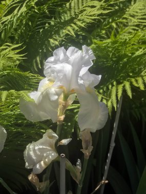 Yaz aylarında bahçede çiçekleme Irises