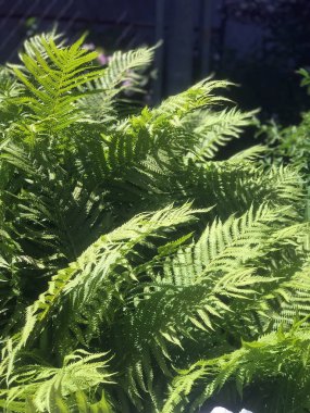 Yaz aylarında güneş ışığı güzel fern bush