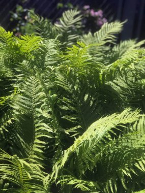 Yaz aylarında güneş ışığı güzel fern bush