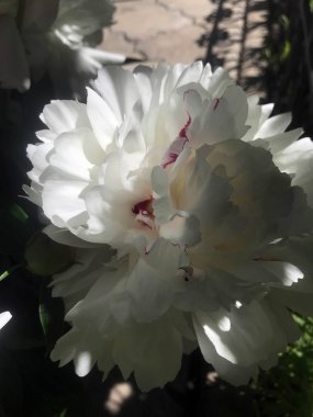 yaz başında bahçesinde güzel peonies bloom