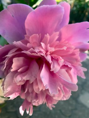yaz başında bahçesinde güzel peonies bloom