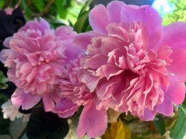 yaz başında bahçesinde güzel peonies bloom