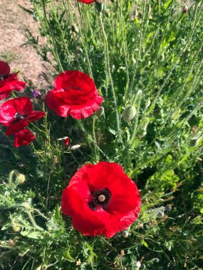 Kırmızı Poppies alanında yaz aylarında şişmeli