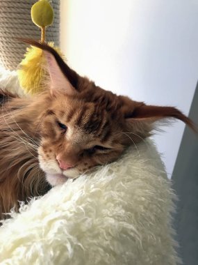 büyük kırmızı kedi yatağında uyuyor