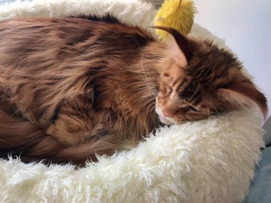 büyük kırmızı kedi yatağında uyuyor