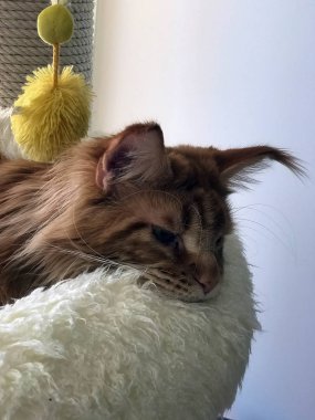 büyük kırmızı kedi yatağında uyuyor