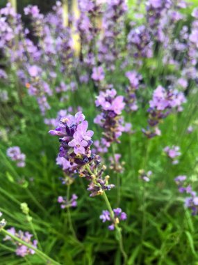 Yaz aylarında bahçe mor lavanta çiçeklenme