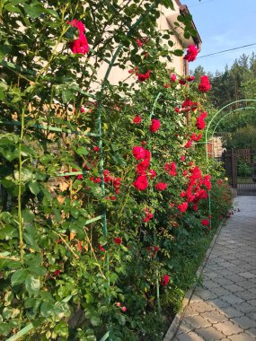 yaz bahçesinde çiçek açan güller