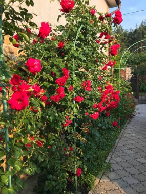 yaz bahçesinde çiçek açan güller