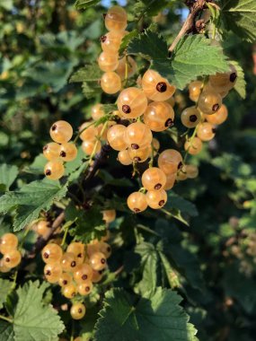 güneşin bir yaz bahçesinde sarı kuş üzümü