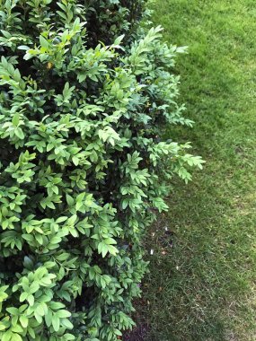 Yaz aylarında bahçe yeşil güzel çalı