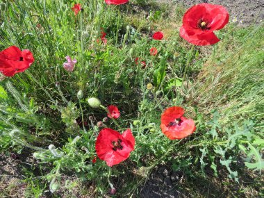 Kırmızı Poppies alanında yaz aylarında şişmeli