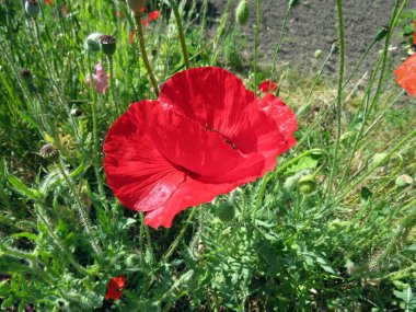 Kırmızı Poppies alanında yaz aylarında şişmeli