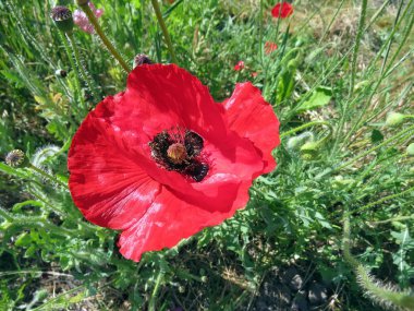 Kırmızı Poppies alanında yaz aylarında şişmeli