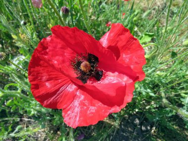 Kırmızı Poppies alanında yaz aylarında şişmeli
