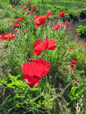 Kırmızı Poppies alanında yaz aylarında şişmeli