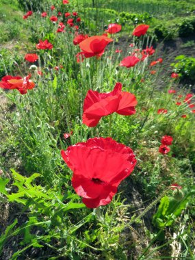 Kırmızı Poppies alanında yaz aylarında şişmeli