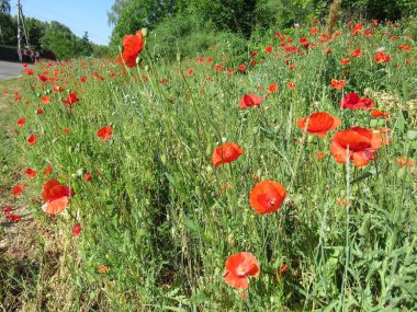 Kırmızı Poppies alanında yaz aylarında şişmeli