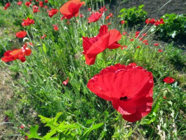 Kırmızı Poppies alanında yaz aylarında şişmeli