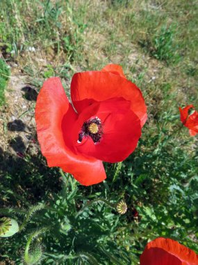 Kırmızı Poppies alanında yaz aylarında şişmeli