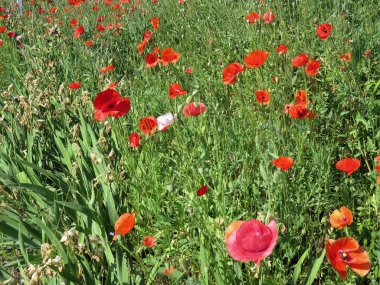 Kırmızı Poppies alanında yaz aylarında şişmeli