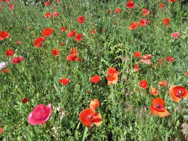 Kırmızı Poppies alanında yaz aylarında şişmeli
