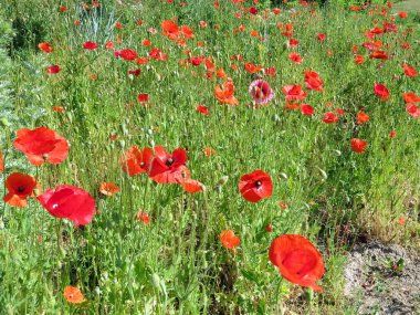 Kırmızı Poppies alanında yaz aylarında şişmeli