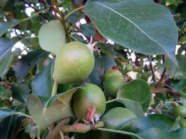 armut bahçede yaz aylarında bir ağaçta büyür