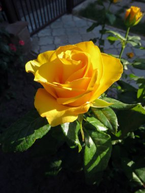 yaz bahçesinde çiçek açan güller