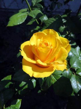 yaz bahçesinde çiçek açan güller