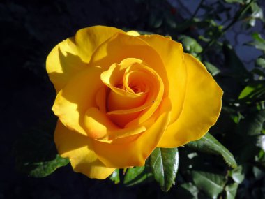 yaz bahçesinde çiçek açan güller