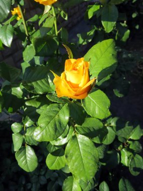 yaz bahçesinde çiçek açan güller