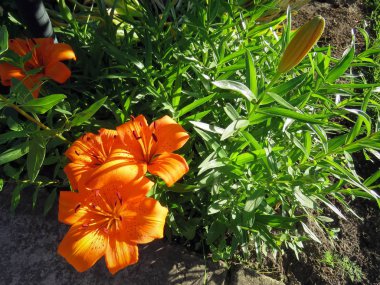 güneşin ışınları içinde Turuncu zambak