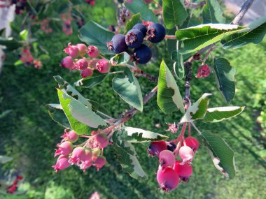 Yaz aylarında bir ağaçta pembe çilek