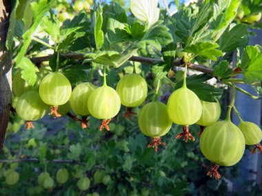 Bektaşi üzümü bahçede çilek ile Bush