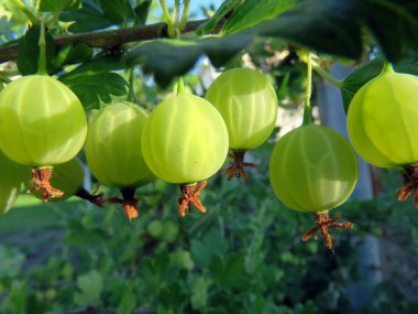 Bektaşi üzümü bahçede çilek ile Bush