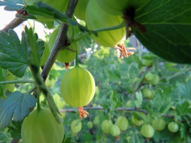 Bektaşi üzümü bahçede çilek ile Bush