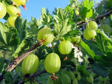 Bektaşi üzümü bahçede çilek ile Bush