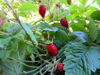 yatakta sulu kırmızı çilek çilek