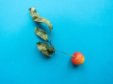 Kırmızı Kiraz, güzel bir mavi masaya yalan