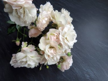 güzel koyu arka plan üzerinde beyaz gül dalı