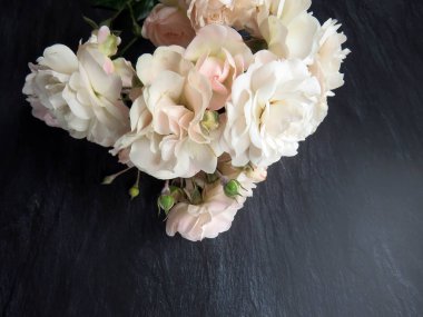 güzel koyu arka plan üzerinde beyaz gül dalı