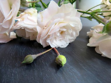 güzel koyu arka plan üzerinde beyaz gül dalı